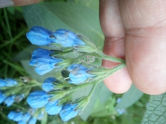 Symphytum caucasicum