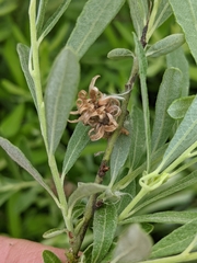 Salix humilis tristis
