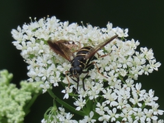 Temnostoma bombylans