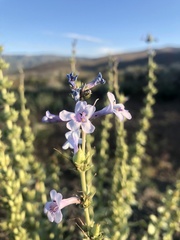 Penstemon acuminatus
