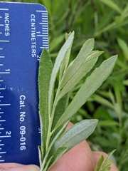 Salix humilis tristis