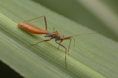 Phaenacantha bicolor