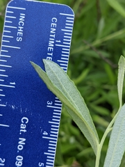 Salix humilis tristis