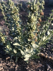 Penstemon acuminatus