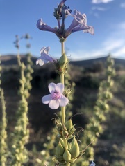 Penstemon acuminatus