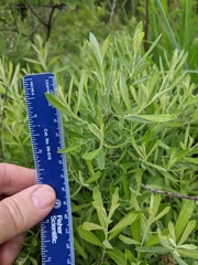 Salix humilis tristis