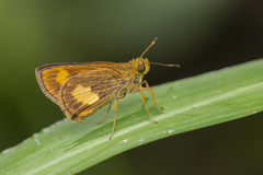 Oriens paragola