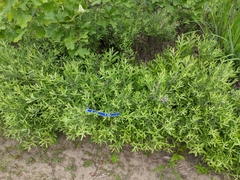 Salix humilis tristis