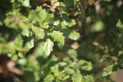 Aceria baccharipha