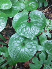 Asarum