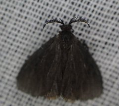 Cryptothelea gloverii