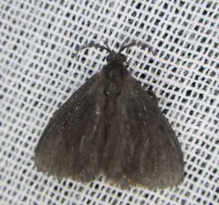 Cryptothelea gloverii