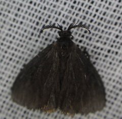 Cryptothelea gloverii