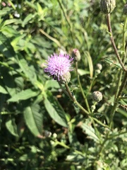 Cirsium arvense