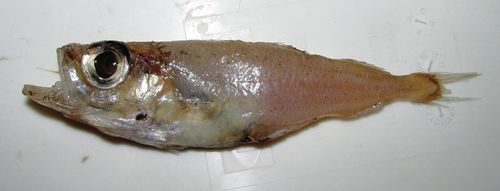 Representative image of Gadiculus