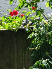 Columba palumbus
