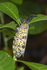 Pyrops oculatus