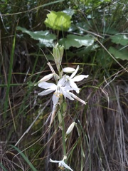 Trihesperus glaucus