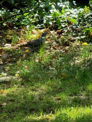 Columba palumbus