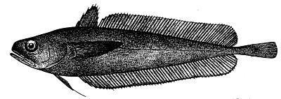 Representative image of Gadella