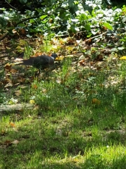 Columba palumbus