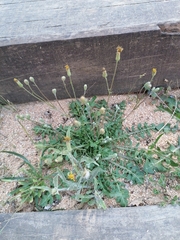 Crepis bursifolia