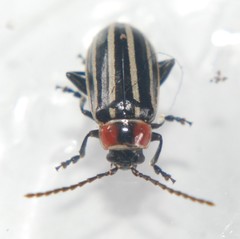 Disonycha pensylvanica