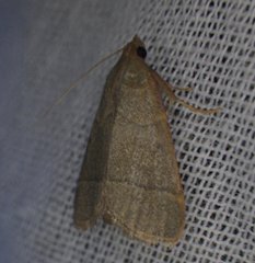 Hypsopygia nostralis