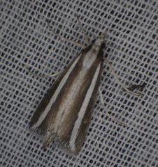 Carectocultus perstrialis