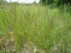 Agrostis vinealis