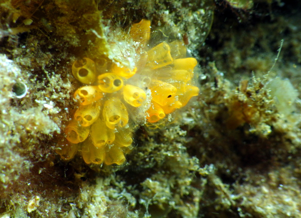 Orange-Throated Ascidian