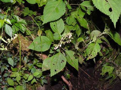 Image of Collinsonia macrobracteata by (c) Jacy Chen, some rights reserved (CC BY)