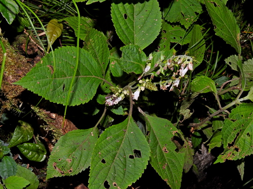 Image of Collinsonia macrobracteata by (c) Jacy Chen, some rights reserved (CC BY)