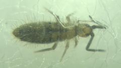 Collembola