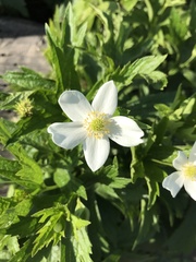 Anemonastrum canadense