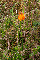 Kniphofia coddiana