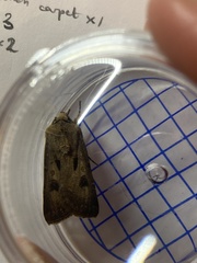 Agrotis exclamationis