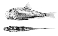 Lightfish photo 2