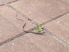 Ophisaurus ventralis