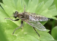 Dysmachus trigonus