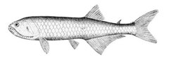 Elongate Bristlemouth