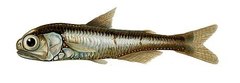 Spotted Lanternfish photo 2