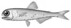 Spotted Lanternfish photo 3