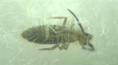 Collembola