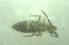 Collembola
