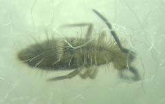 Collembola