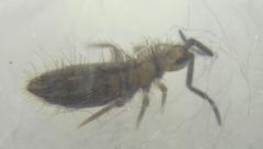 Collembola