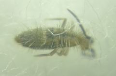 Collembola