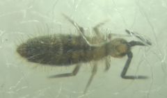 Collembola