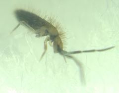Collembola